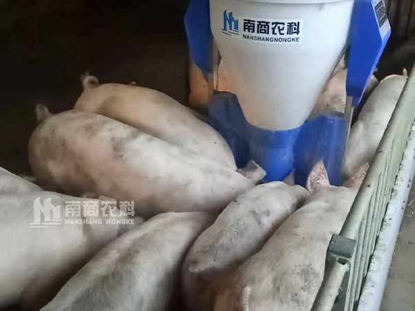 傳統(tǒng)料槽VS智能粥料器，養(yǎng)豬效益能否”彎道超車“？